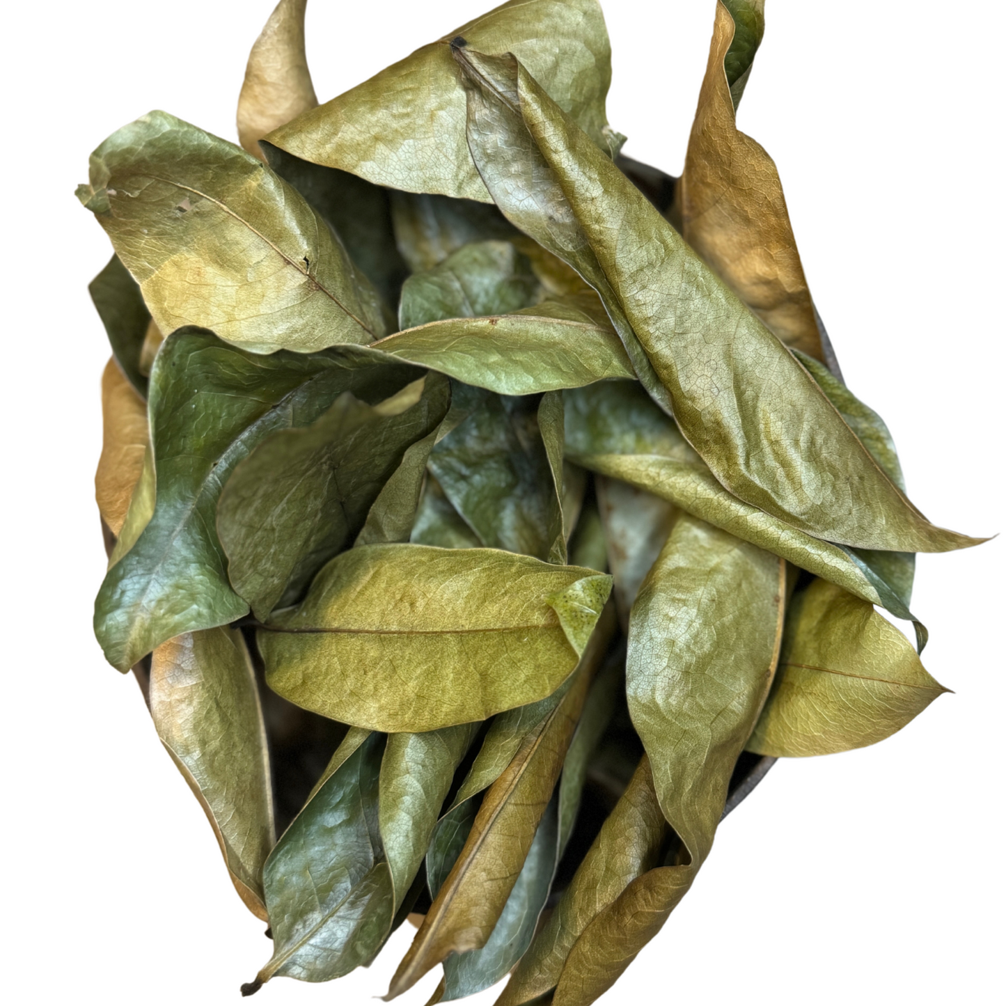 Organic Sour Sop Leaf