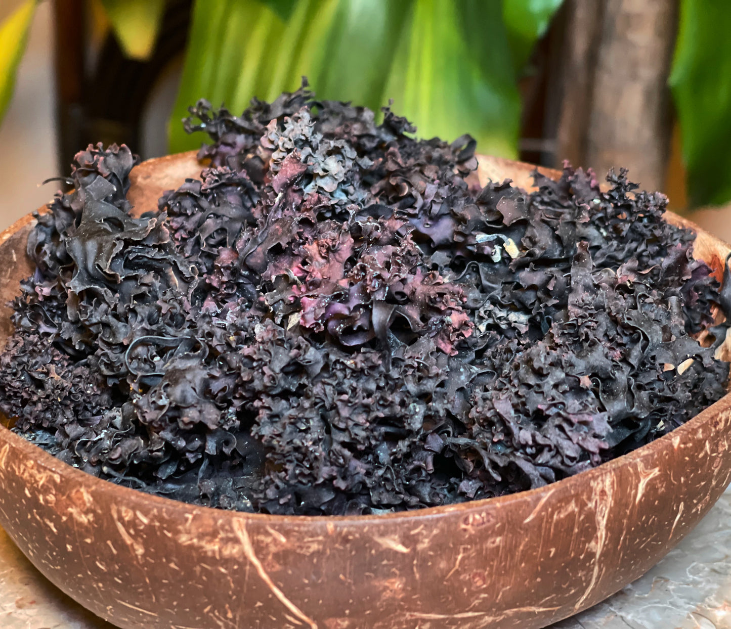 Wildcrafted Irish Moss (Chondrus Crispus)