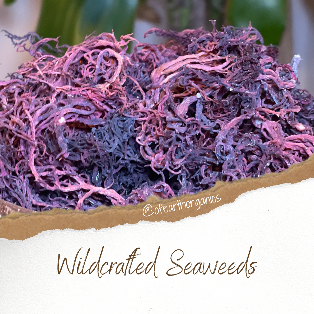 100% Wildcrafted Seaweeds