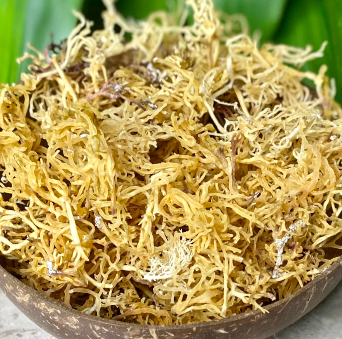 Wildcrafted Jamaican Golden Sea Moss - 3oz - Of Earth Organics